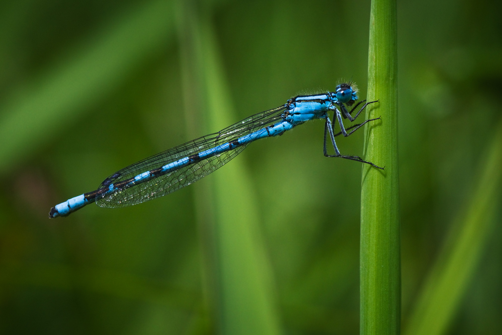 Agrion porte-coupe