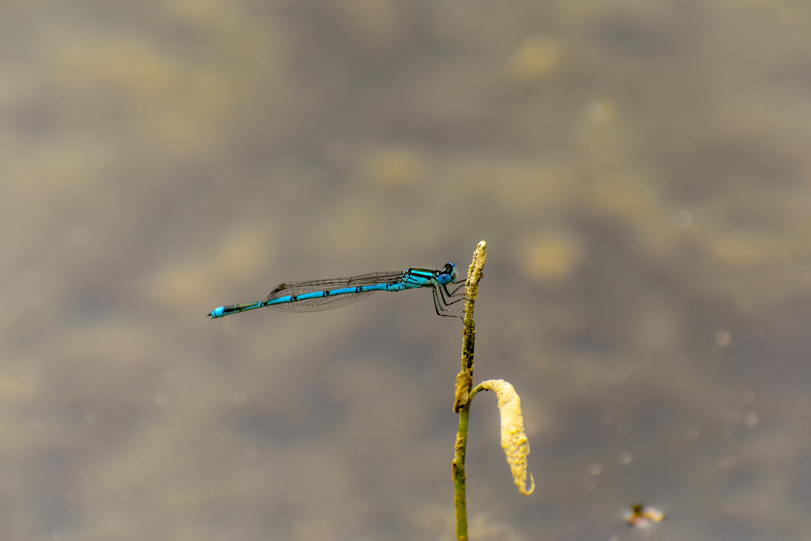 Agrion porte coupe bleu