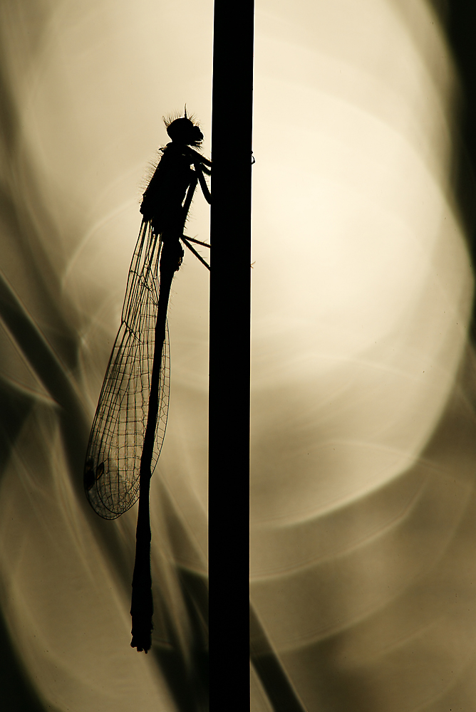 Agrion Porte-Coupe - Enallagua Cyathigerum de eristale 