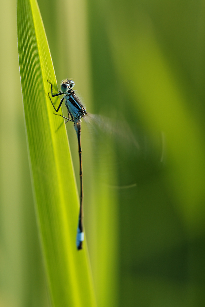 Agrion Porte-Coupe - Enallagua Cyathigerum (Battement d'ailes) de eristale 