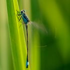 Agrion Porte-Coupe - Enallagua Cyathigerum (Battement d'ailes)