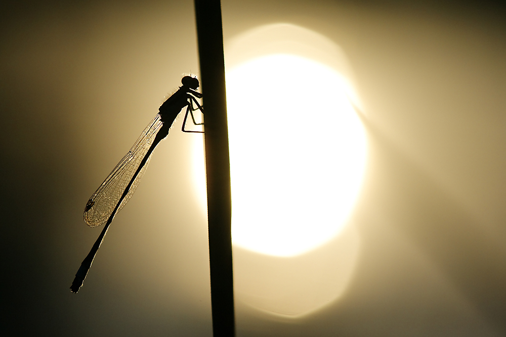 Agrion Porte-Coupe - Enallagua Cyathigerum (contre jours)