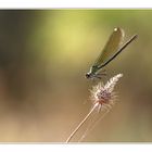 agrion simplement ....
