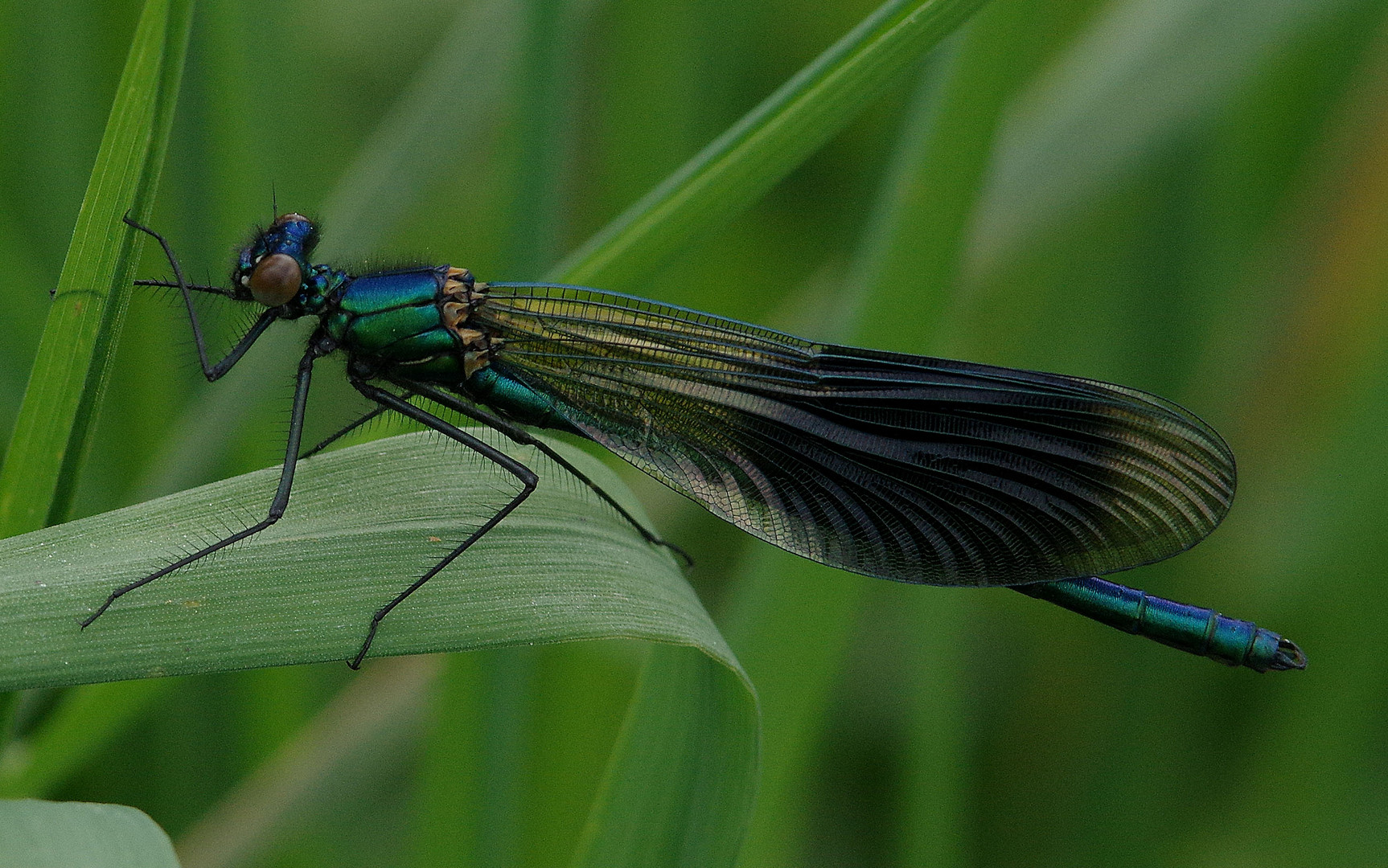 agrion splendens