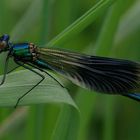 agrion splendens