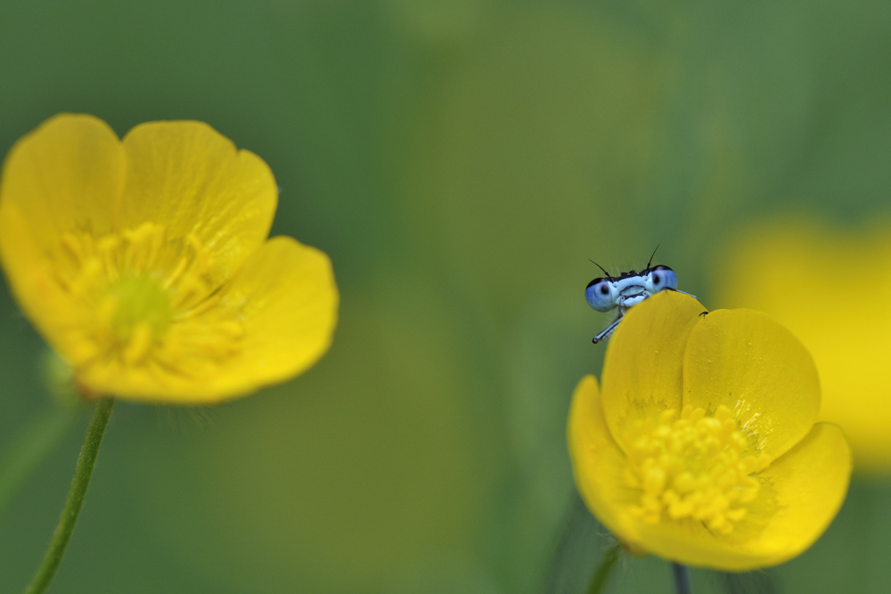 Agrion sur bouton d'or