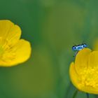 Agrion sur bouton d'or