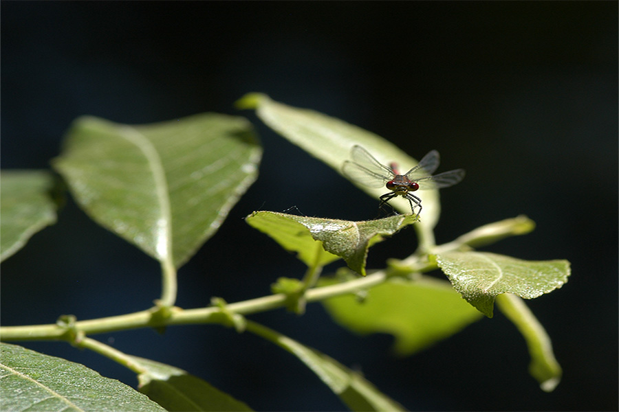 Agrion sur fond noir