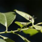 Agrion sur fond noir