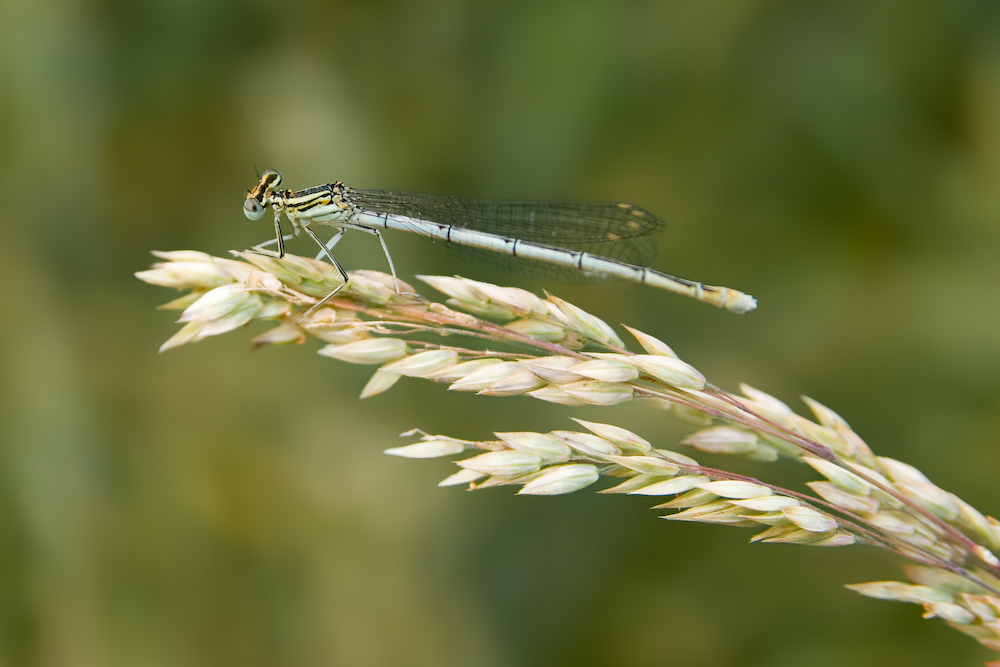 Agrion sur un épi