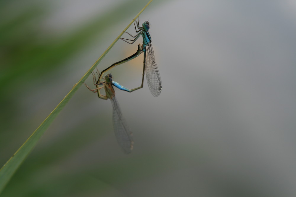 agrion test aero