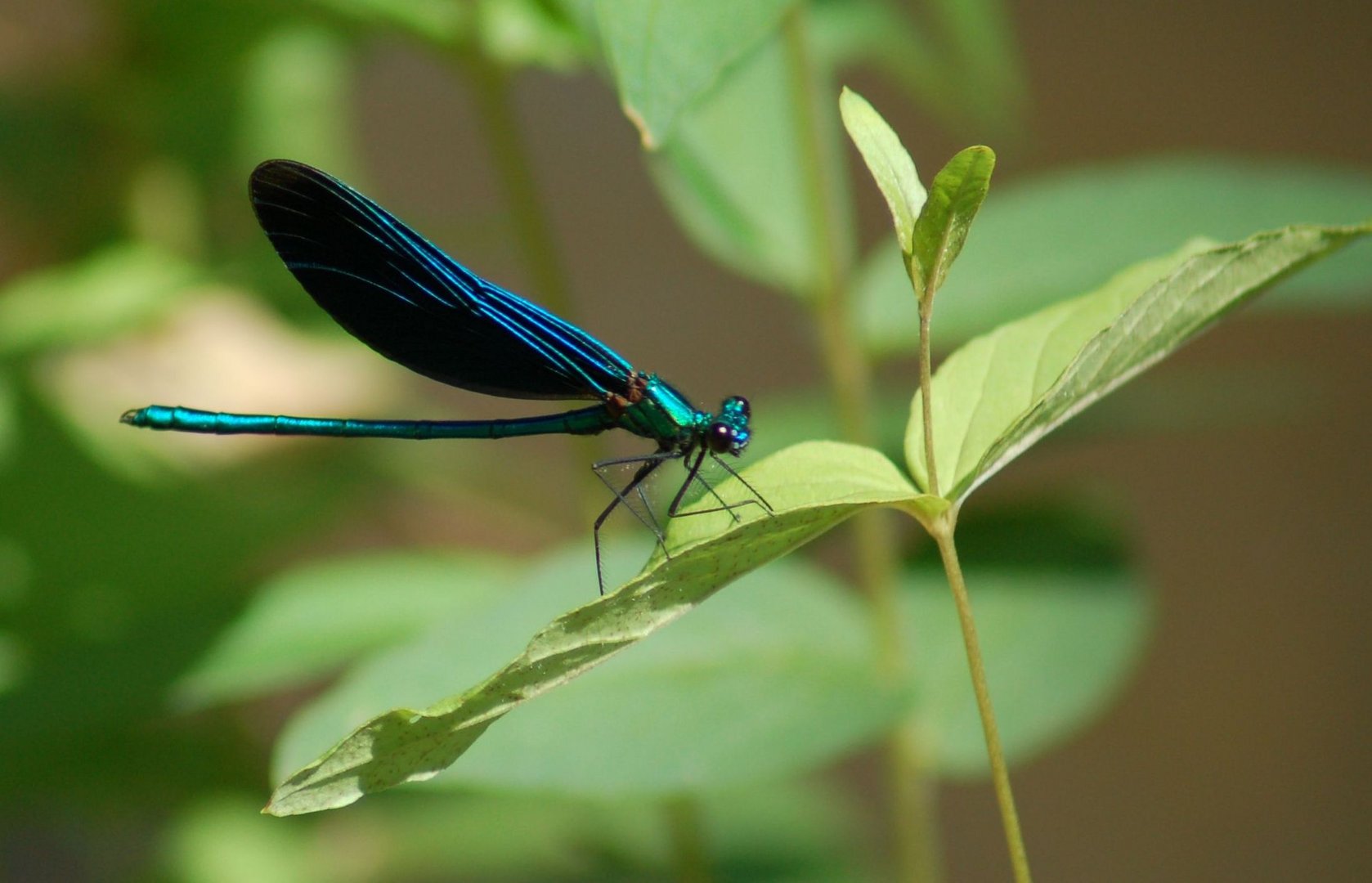 Agrion virgo