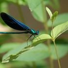 Agrion virgo