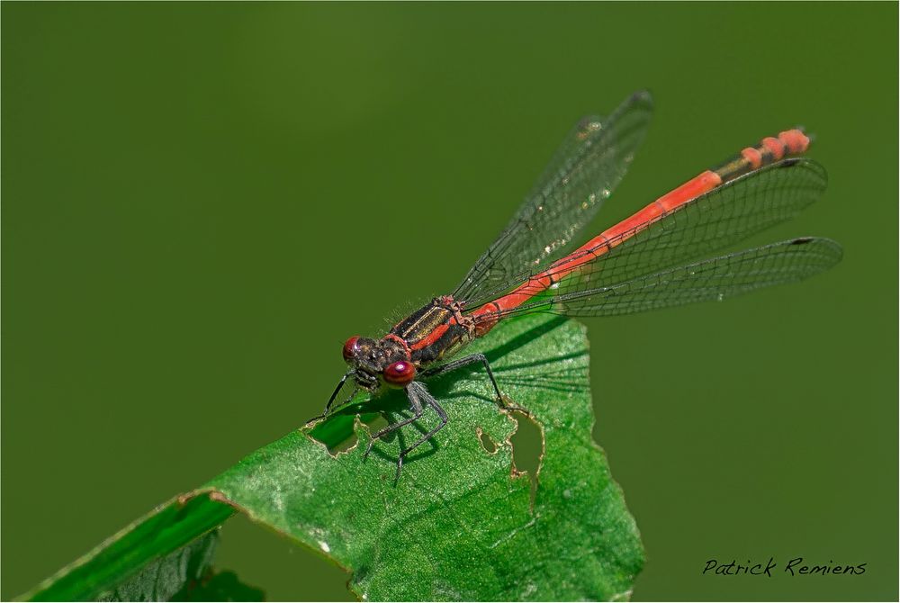 agrion vorace