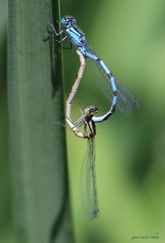 Agrions Jouvencelles en Accouplement