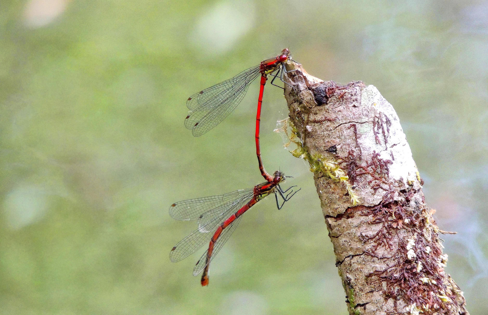 Agrions Pyrrhosoma nymphula en balancoire