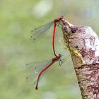 Agrions Pyrrhosoma nymphula en balancoire