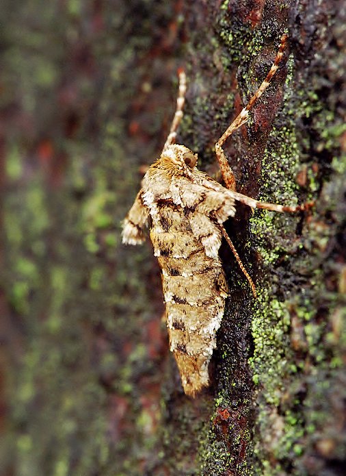 Agriopis aurantiaria