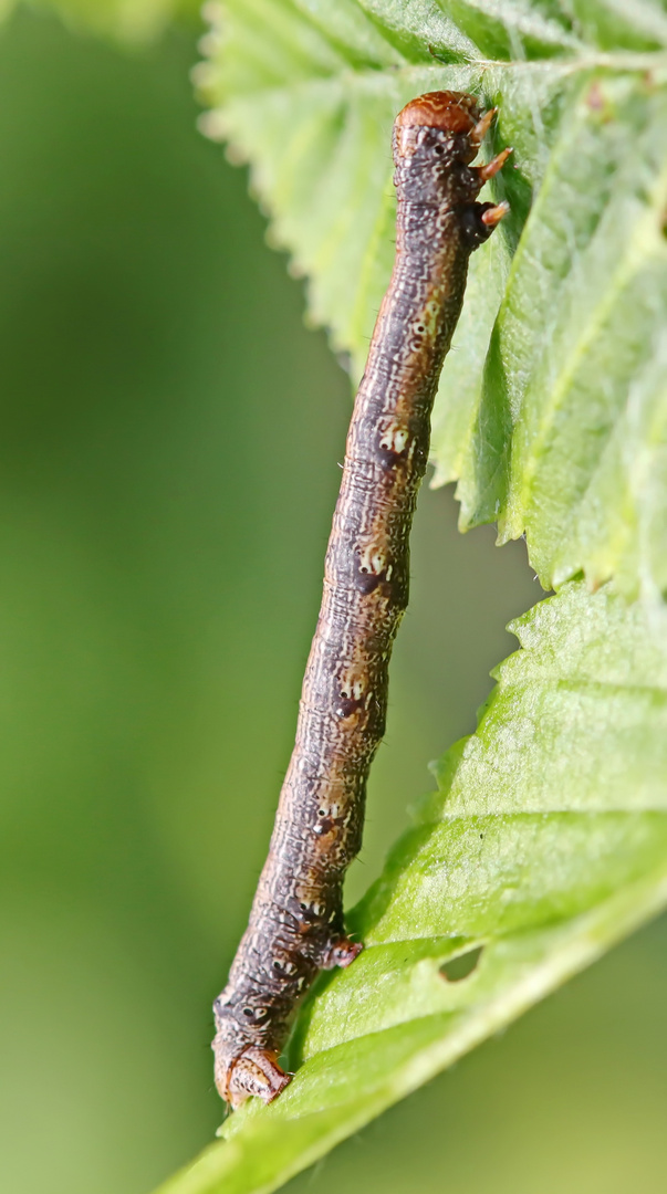 Agriopis sp. Nr.3