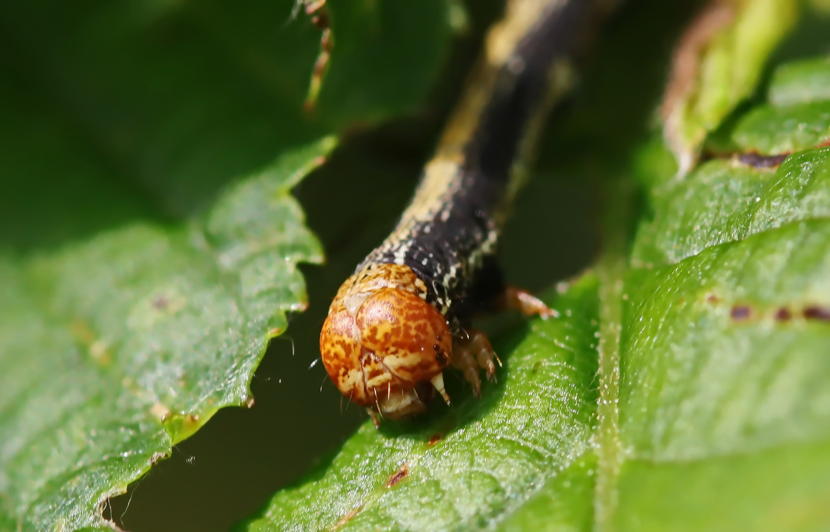 Agriopis sp. Nr.5