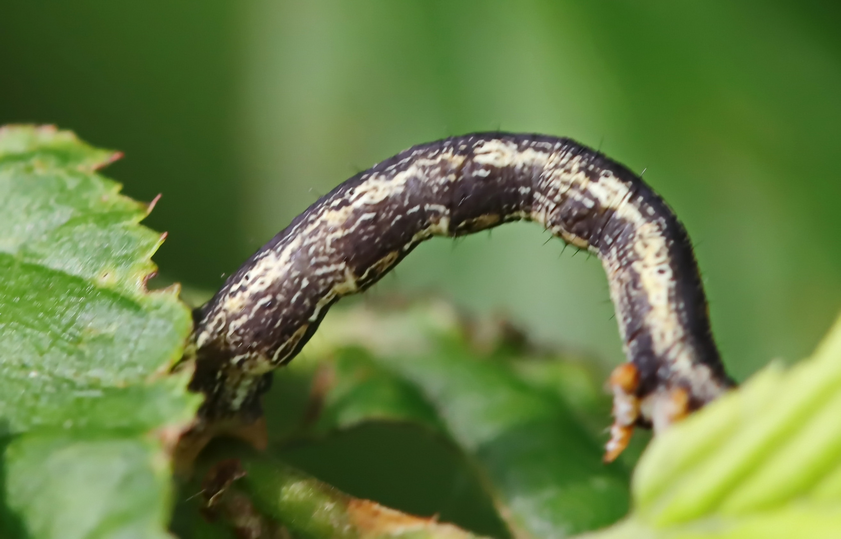 Agriopis sp. Nr.6