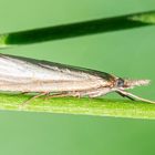 Agriphila