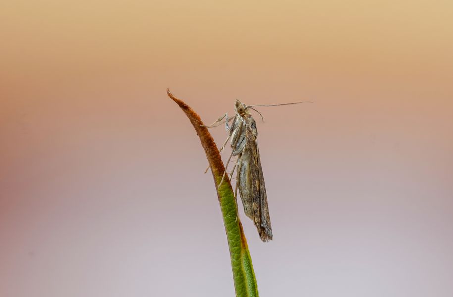 Agriphila biarmicus  