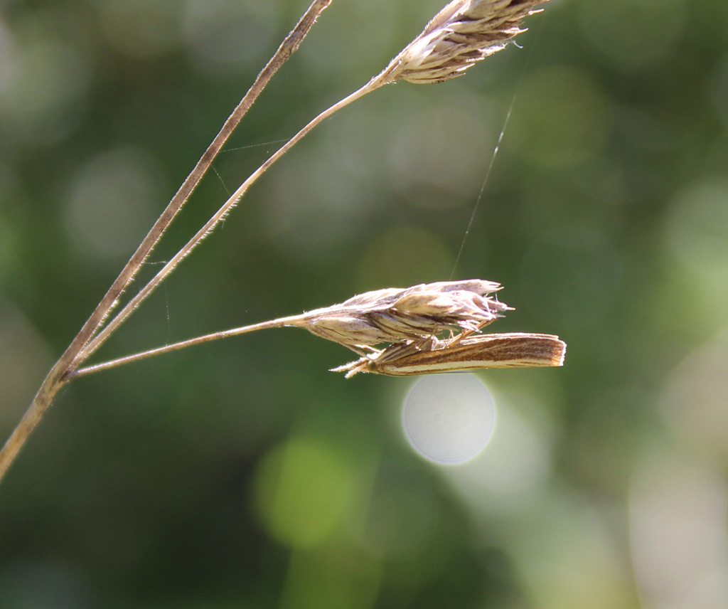  Agriphila (Crambus) tristella