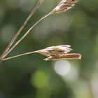  Agriphila (Crambus) tristella