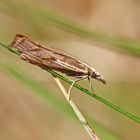 Agriphila geniculea