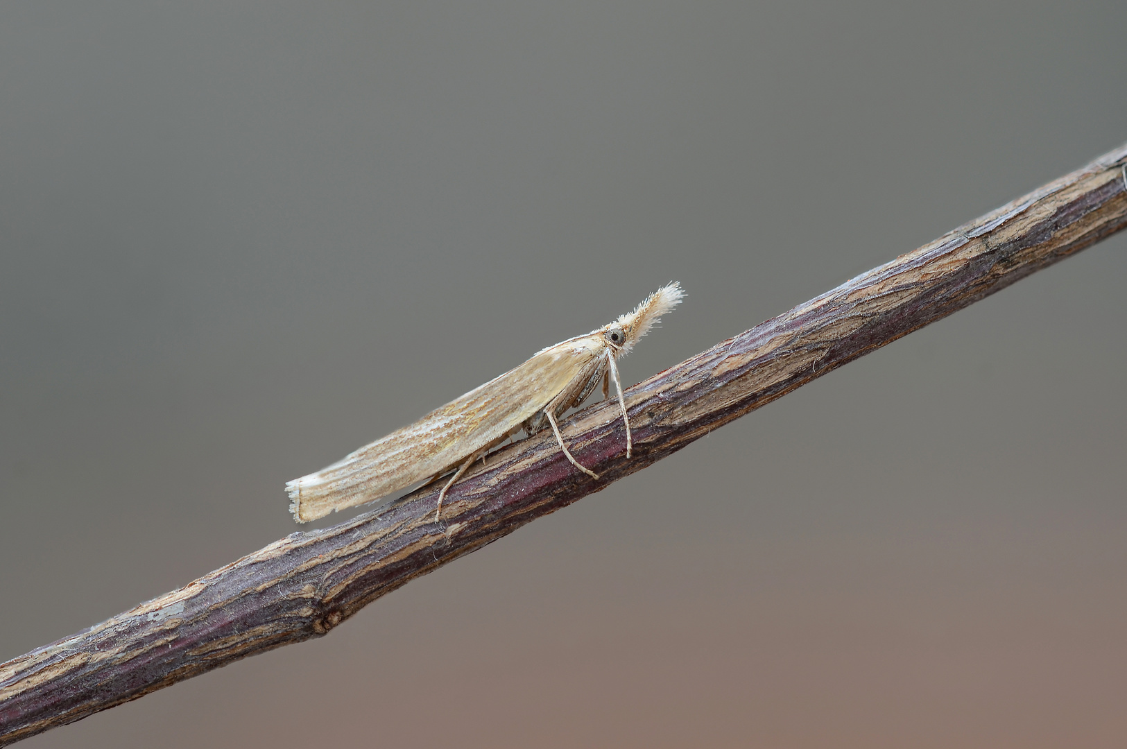 Agriphila inquinatella 