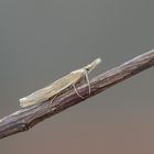 Agriphila inquinatella 