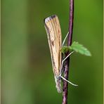 Agriphila inquinatella - Zünsler.