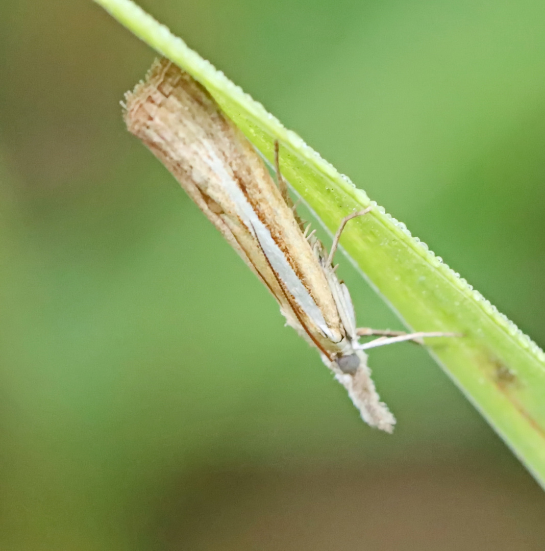 Agriphila selasella