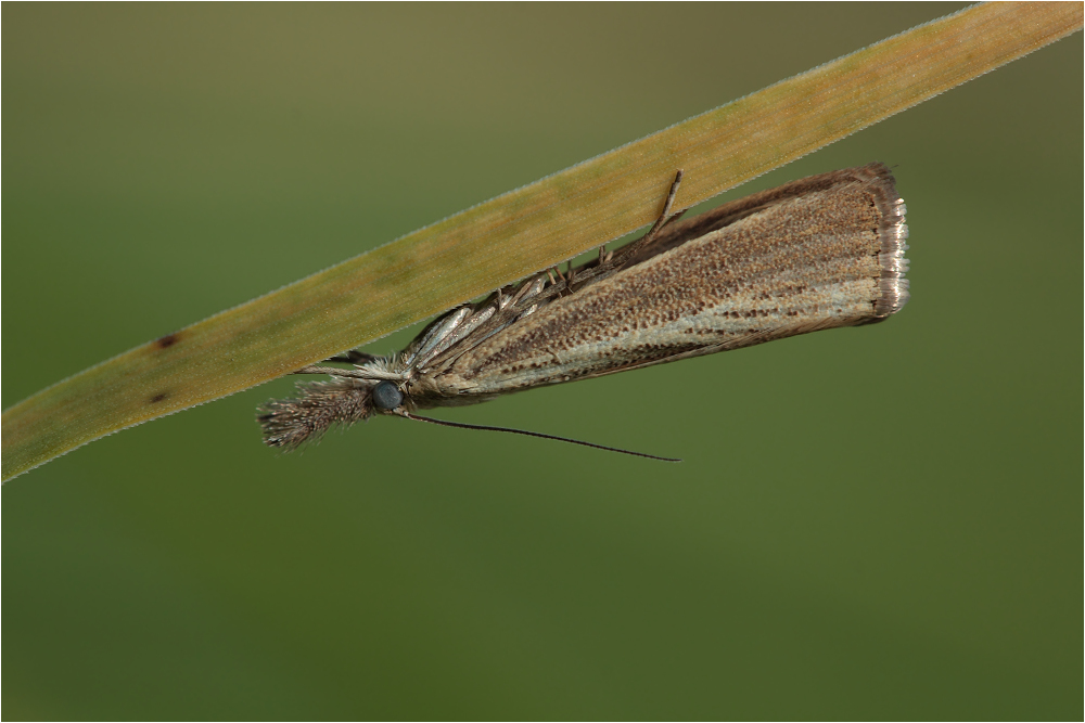 Agriphila straminella