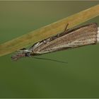 Agriphila straminella