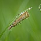 Agriphila straminella