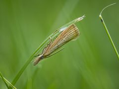 Agriphila straminella