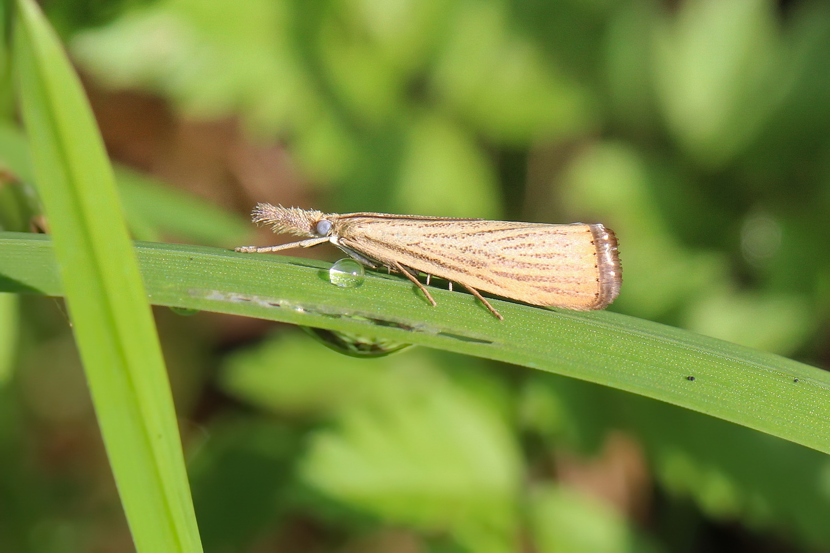 Agriphila straminella