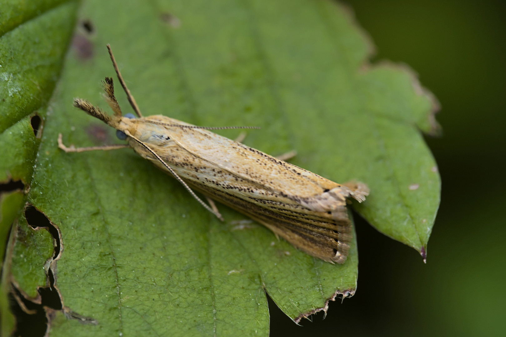 Agriphila straminella