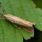 Agriphila straminella