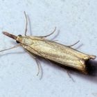 Agriphila straminella - ein Zünsler ohne deutschen Namen