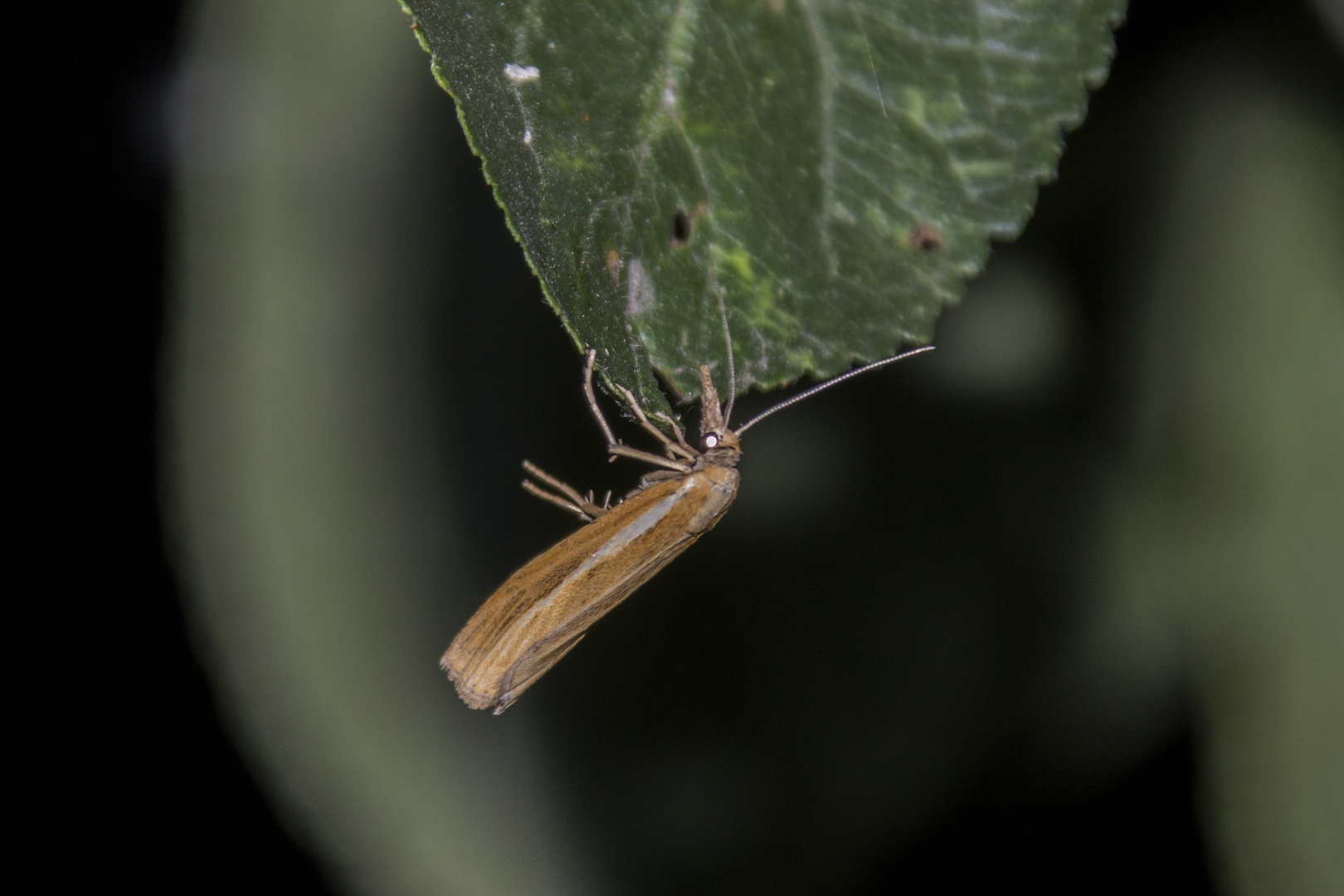 Agriphila tristella