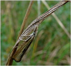 Agriphila tristella