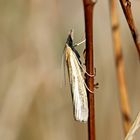 Agriphila tristella