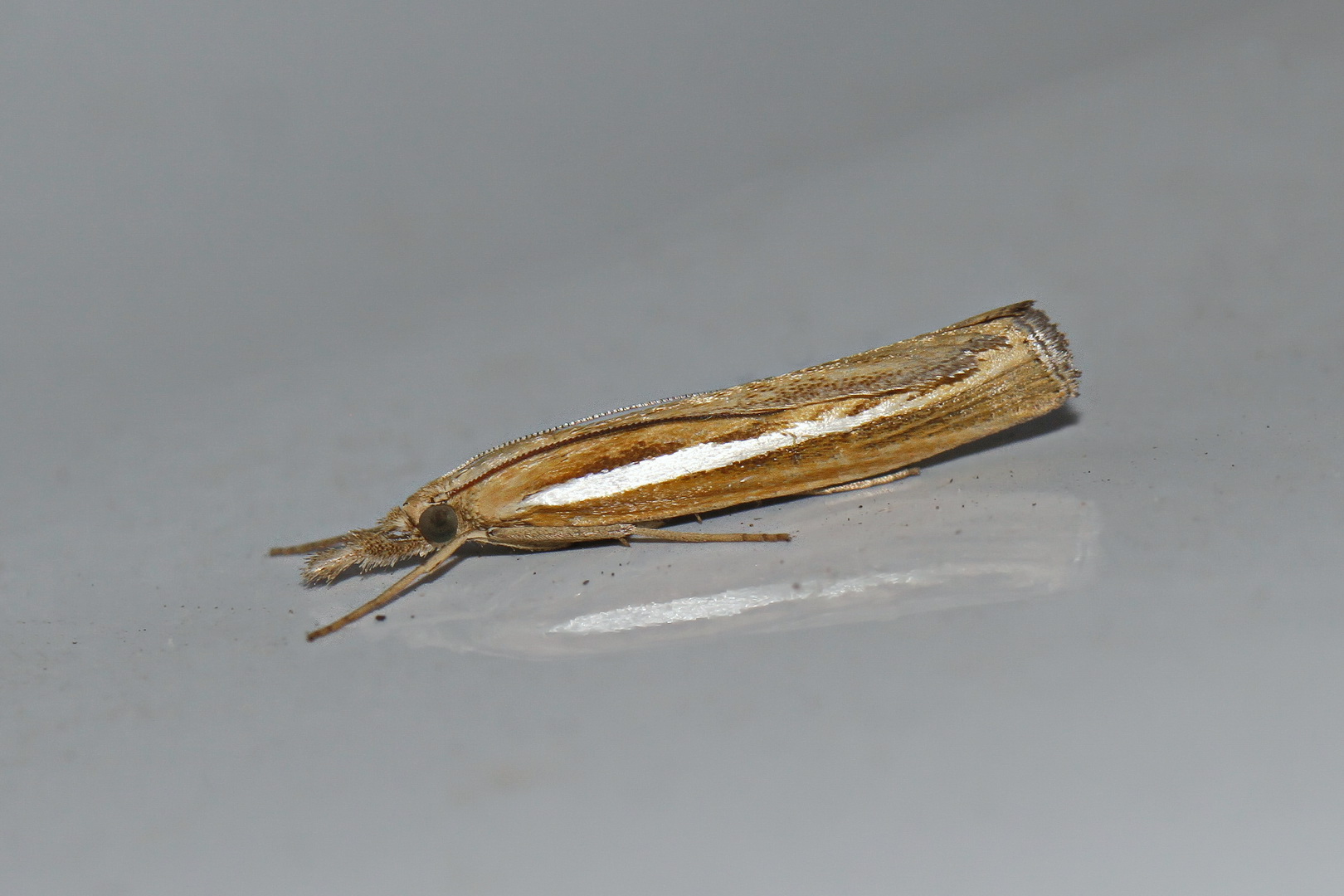 Agriphila tristella