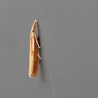 Agriphila tristella