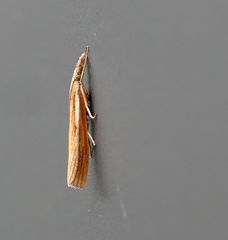 Agriphila tristella