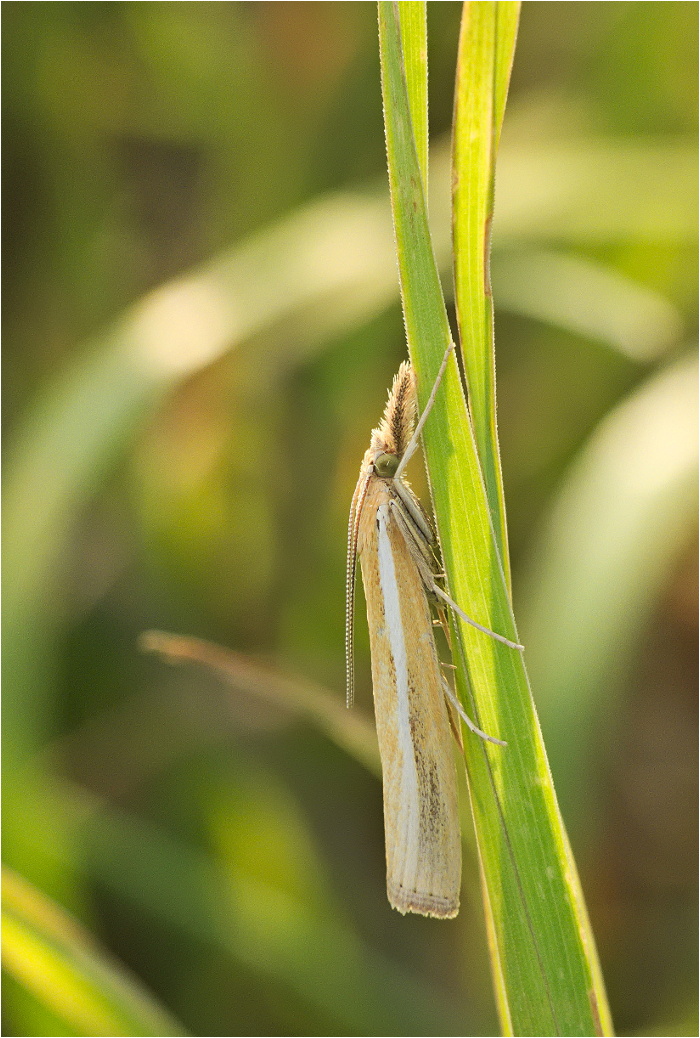 Agriphila tristella