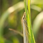 Agriphila tristella